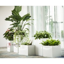 專注室內(nèi)綠植服務(wù)8年，綠植租賃，免費(fèi)養(yǎng)護(hù)，一站式商務(wù)空間